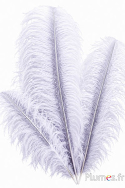 Struisvogel met zilverkleurige schacht - 50-60 cm - wit